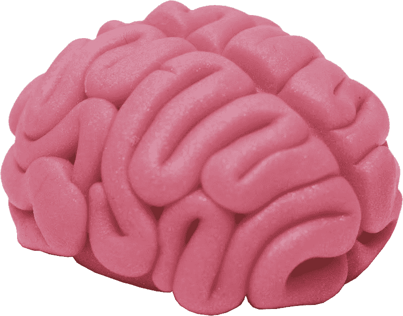 brain